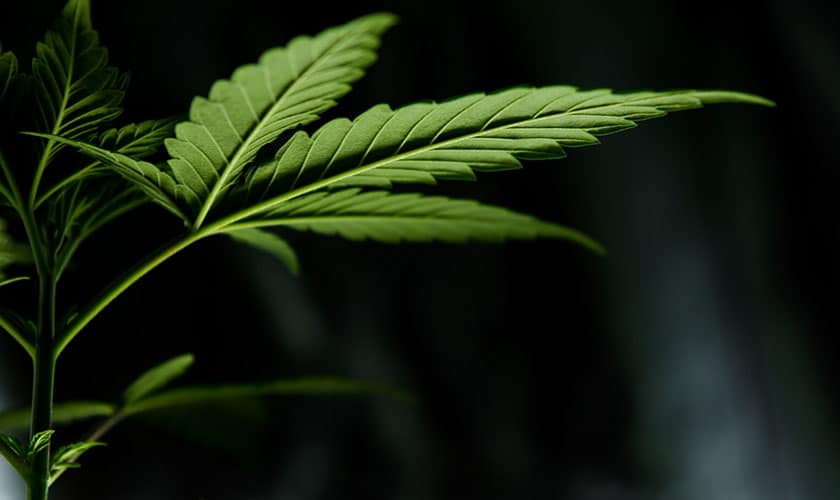 photo of cannabis
