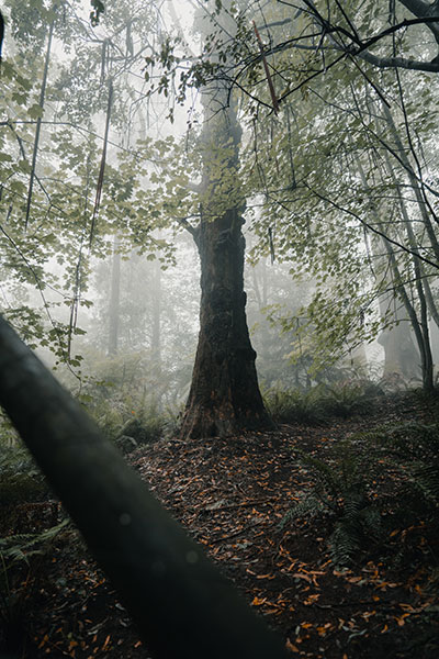 foggy forest landscape