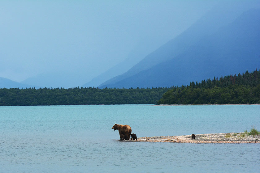 bear and cub in expansive landscape