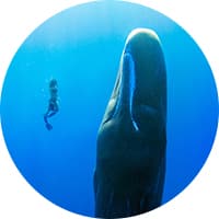 underwater portrait of photographer Kat Zhou wearing diving gear alongside a whale
