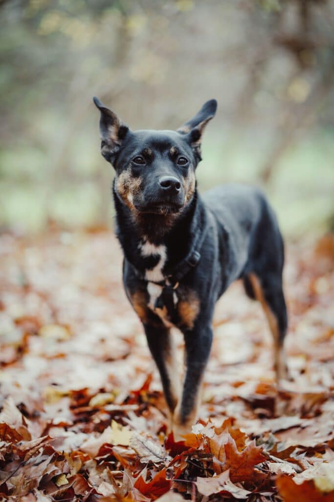 Autumnal portrait of a black and tan dog standing in fall leaves