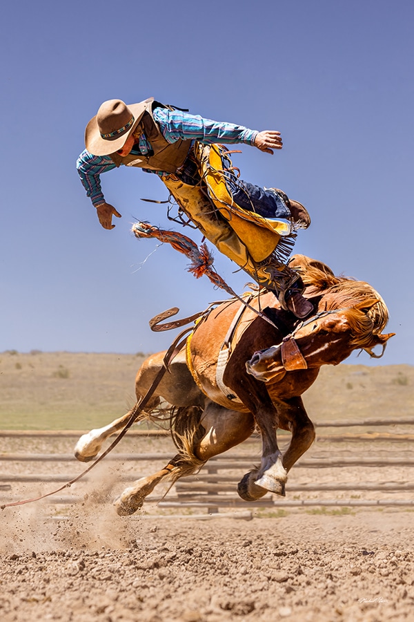 rodeo cowboy being thrown off a bucking horse by Michael Pintar. image title: Zeb