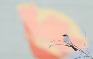 Gray bird perched on a bare branch against a blurred peach and yellow background