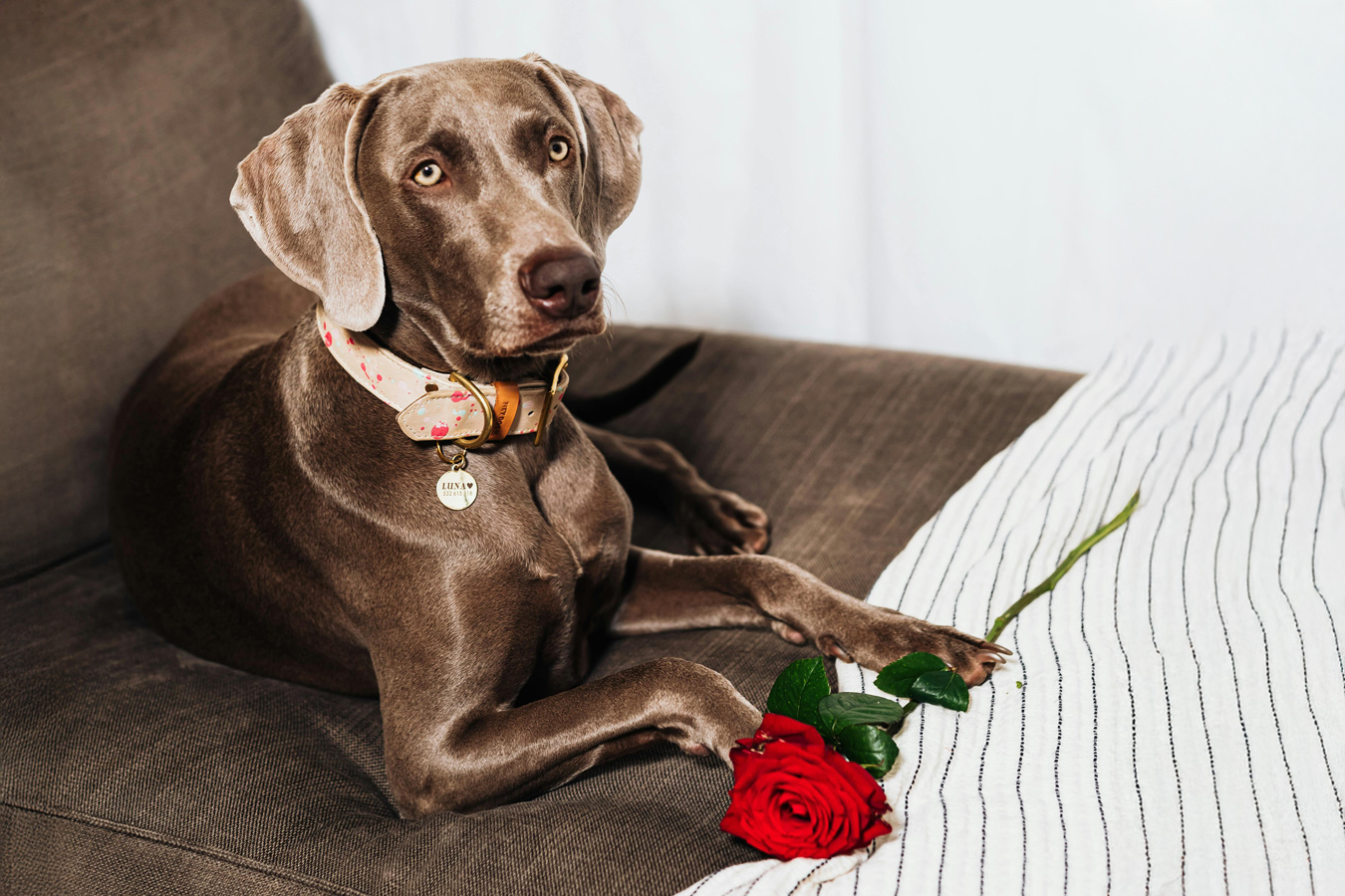 A Weimaraner dog with a patterned collar and name tag is lying on a brown couch with a red rose. The dog is looking up with a sweet expression.