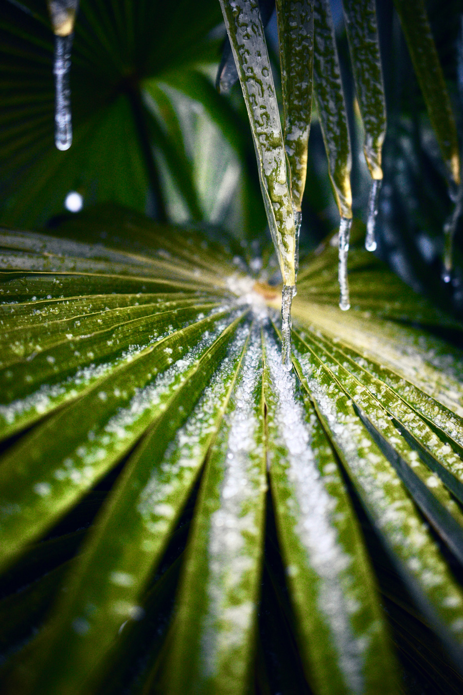 A close-up shot shows a green palm frond covered in frost, with several icicles hanging from the tips of the frond. Water droplets are visible at the ends of the icicles, suggesting they are melting. Photo by Craig S Glass.