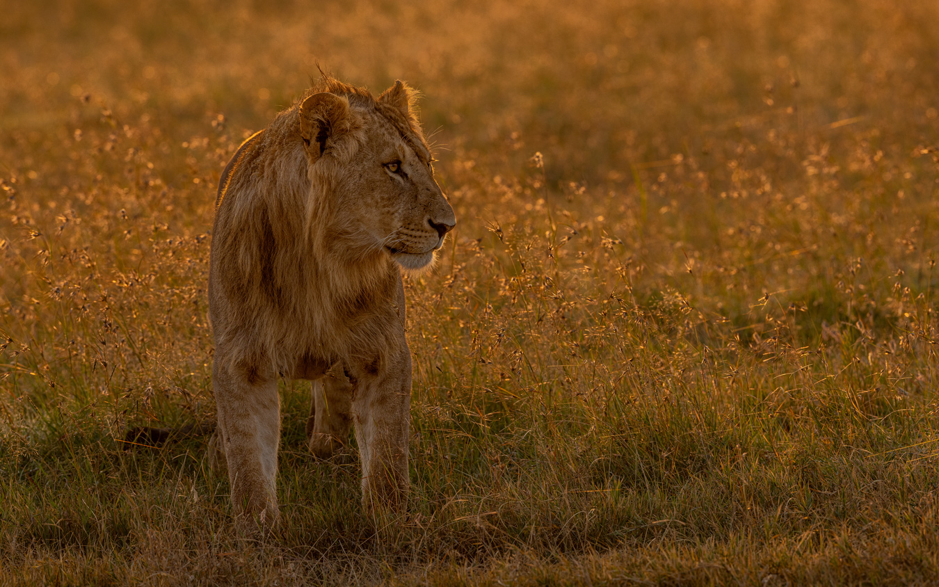 A young male lion stands in a grassy field, bathed in golden light. He's facing left, alert, with a developing mane. The background is blurred, emphasizing the lion.
