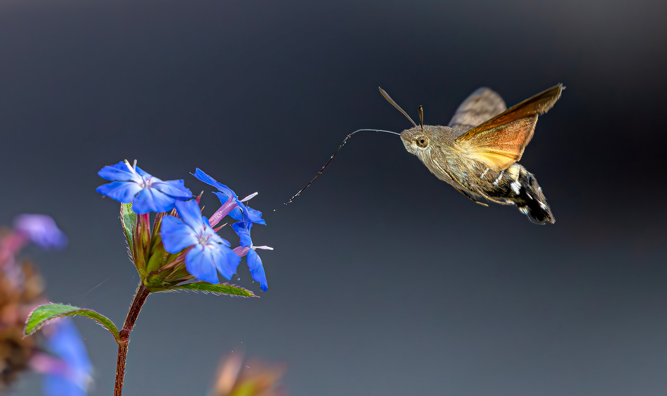 A hummingbird hawk-moth hovers near a cluster of bright blue flowers, its long proboscis extended towards them. The moth has brown and orange wings and a black and white patterned abdomen. The background is a blurred gray.