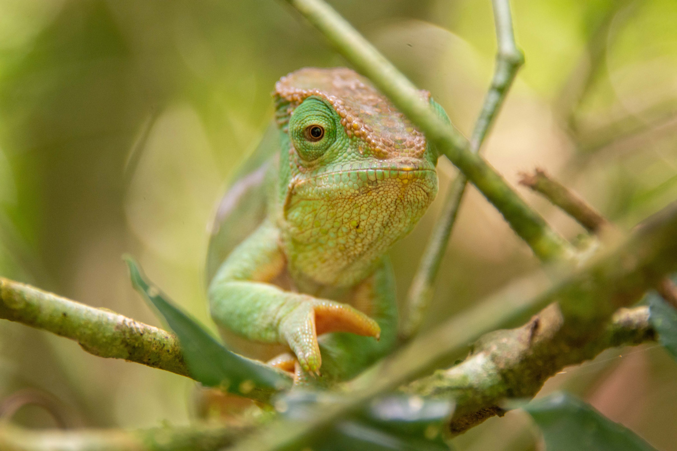 A green chameleon sits on a branch, looking directly at the viewer. Its skin has a textured appearance. The background is a soft, blurred green.