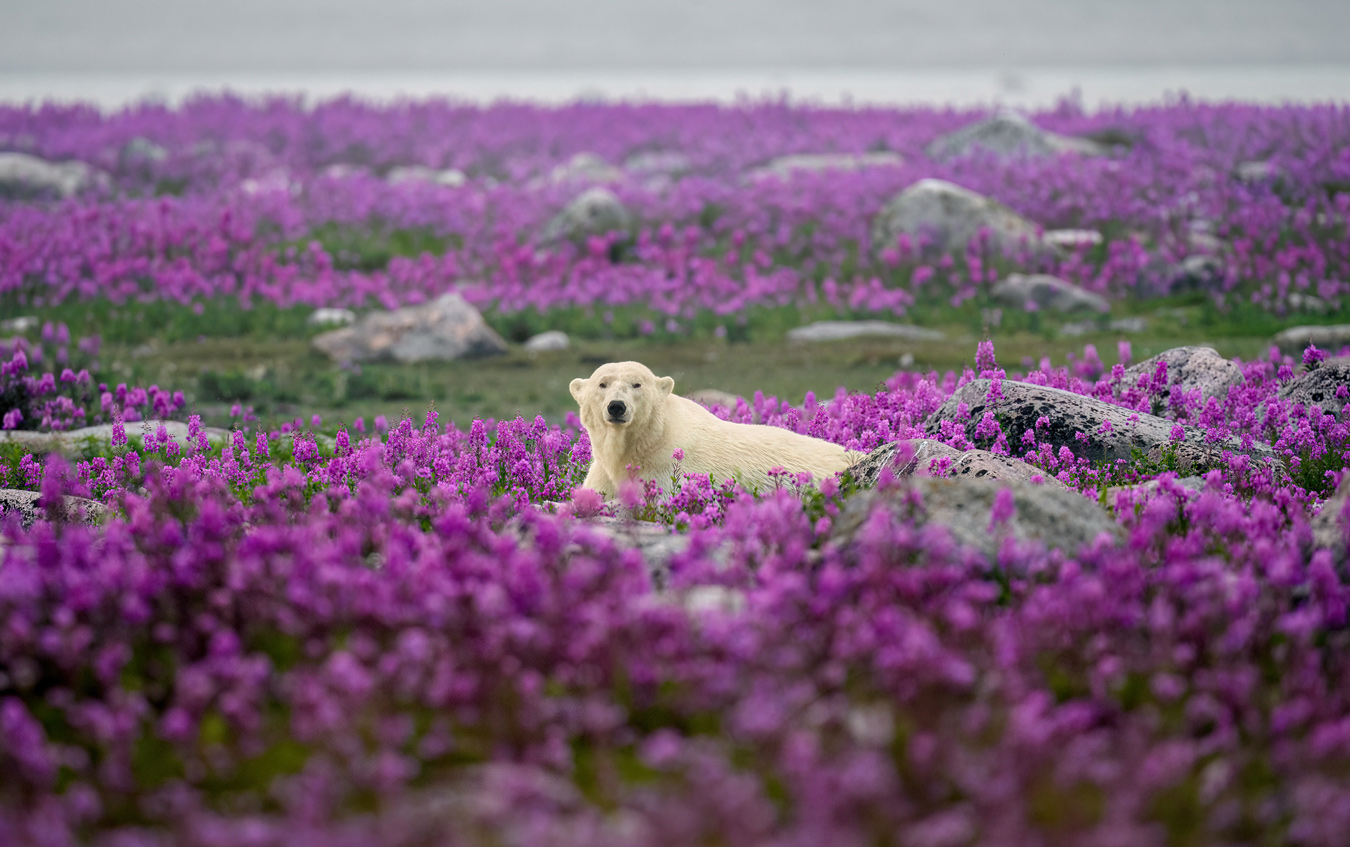 15 pet and animal photos to inspire you: World Photography Day 2025 showcase.