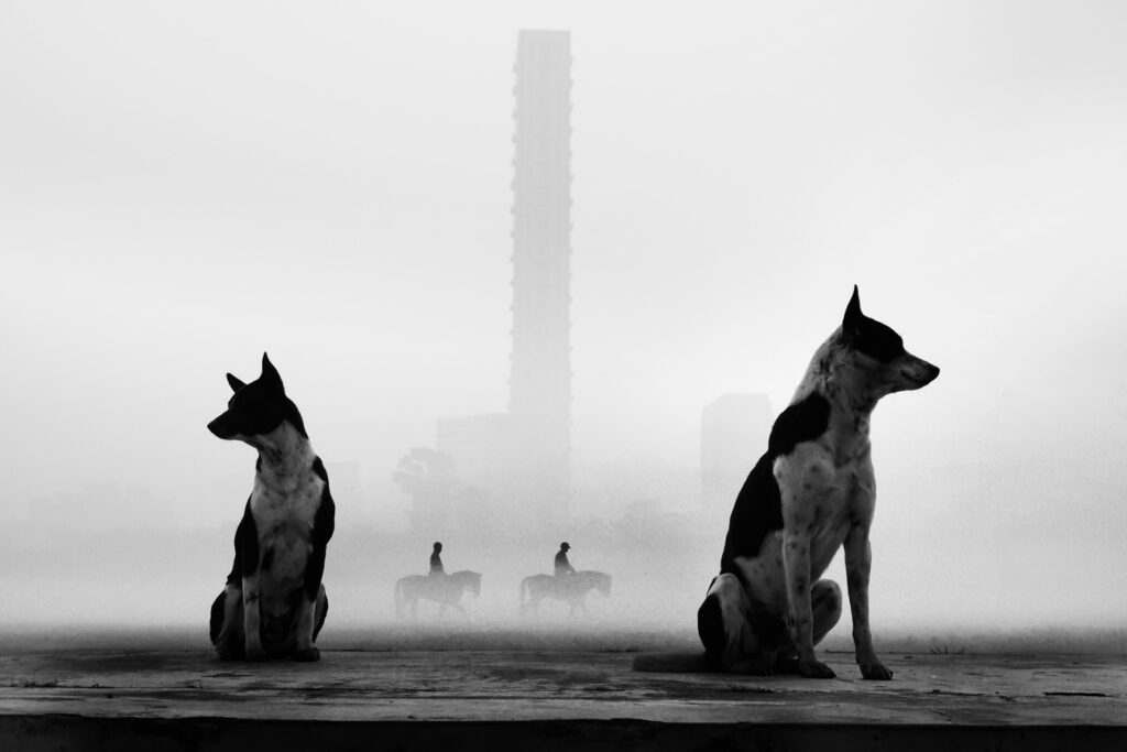 Two dogs sit in the foreground of a black and white image. In the background, two people ride horses in the fog, with a tall building behind them.