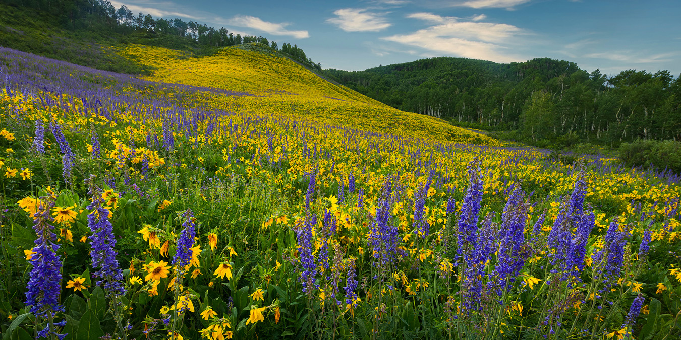 James Harris Hillside Spring 1350px
