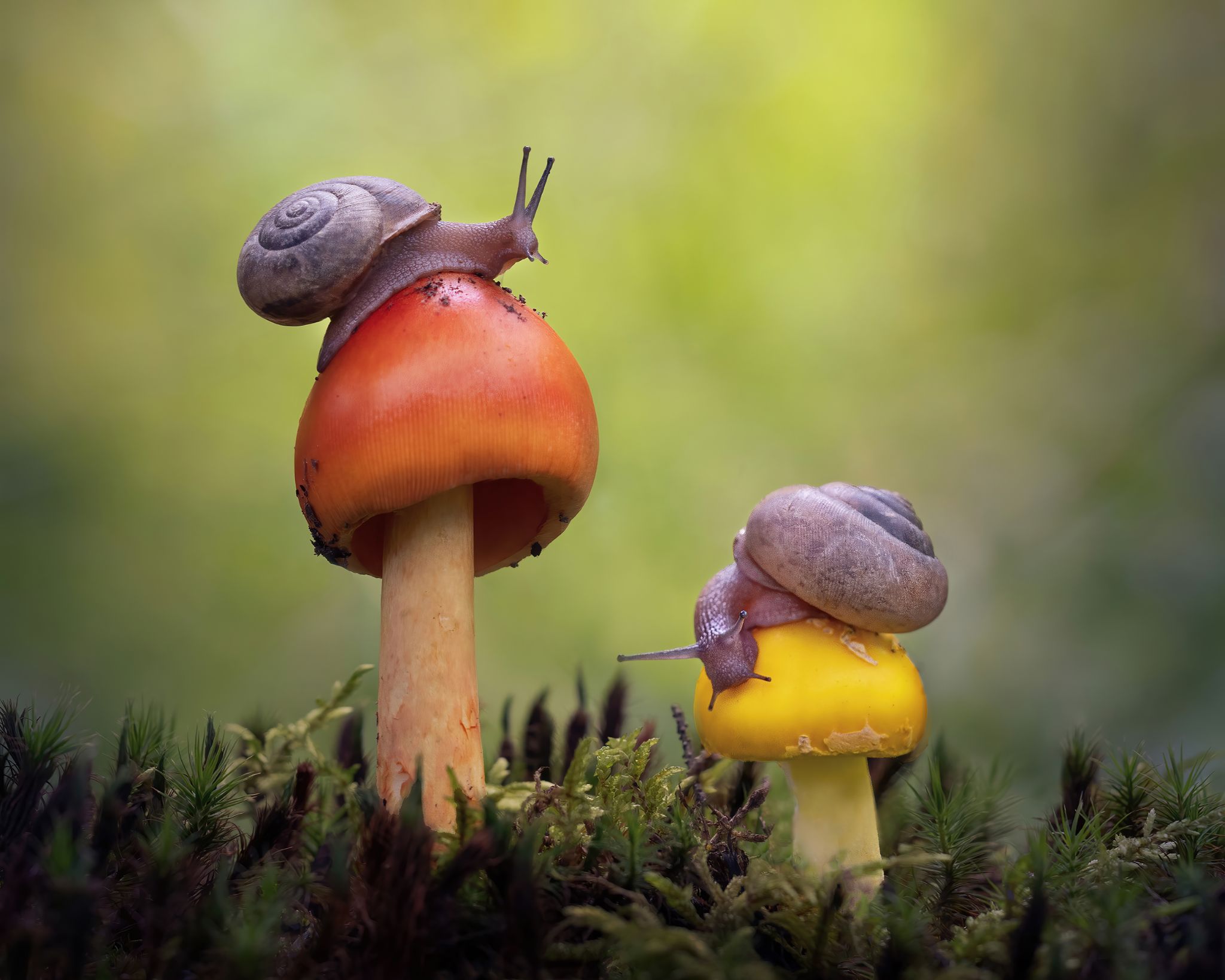 Two snails crawl across orange and yellow mushrooms surrounded by moss
