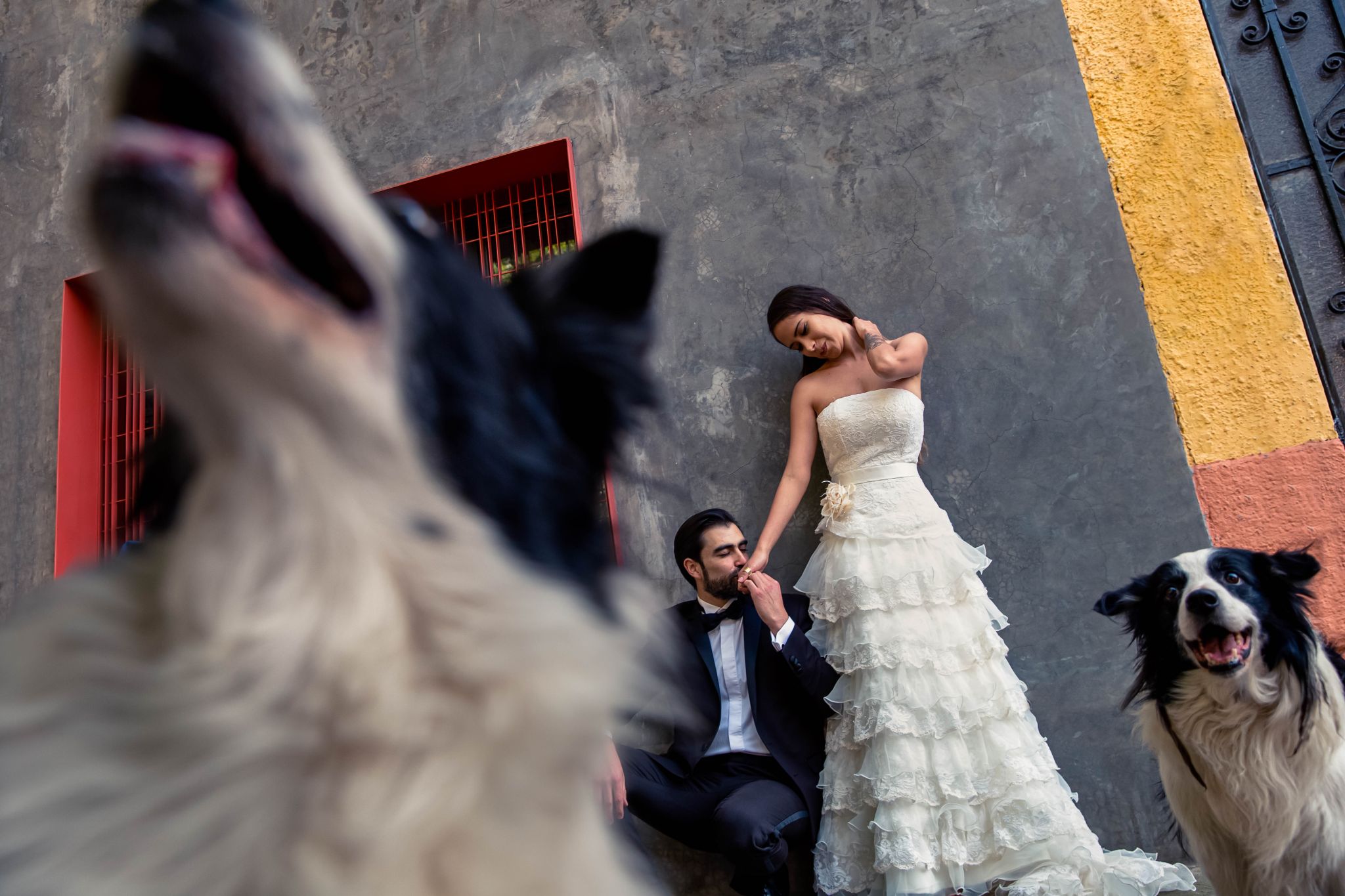 Bride and groom pose with two dogs during a colorful wedding photo session