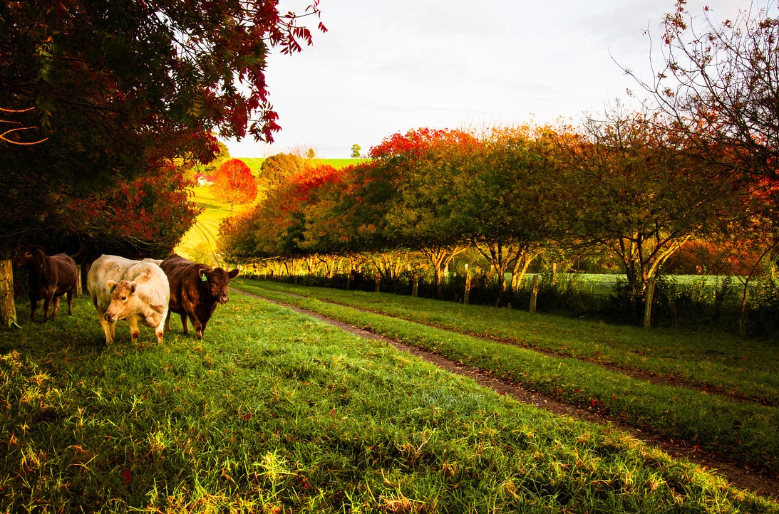 cows