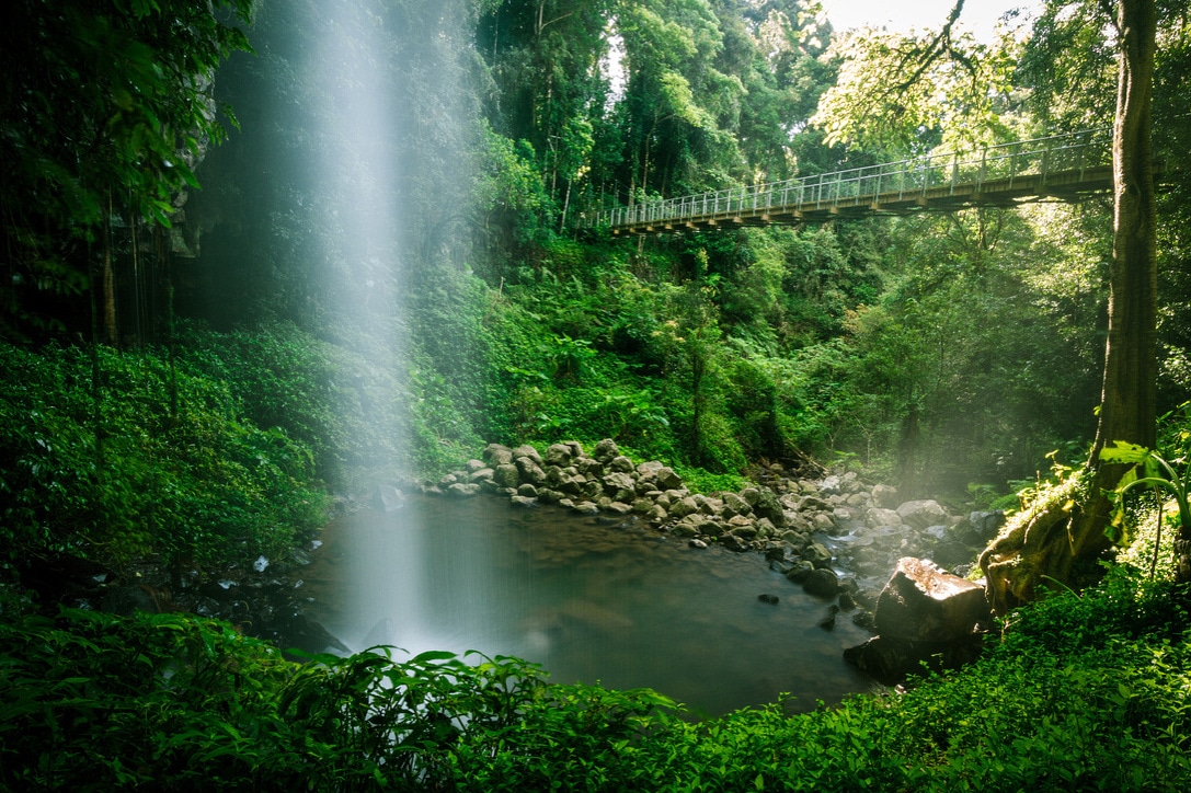 rainforest