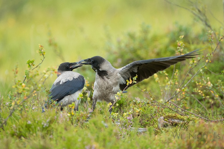 Will Nichols shooting wildlife photography of two birds