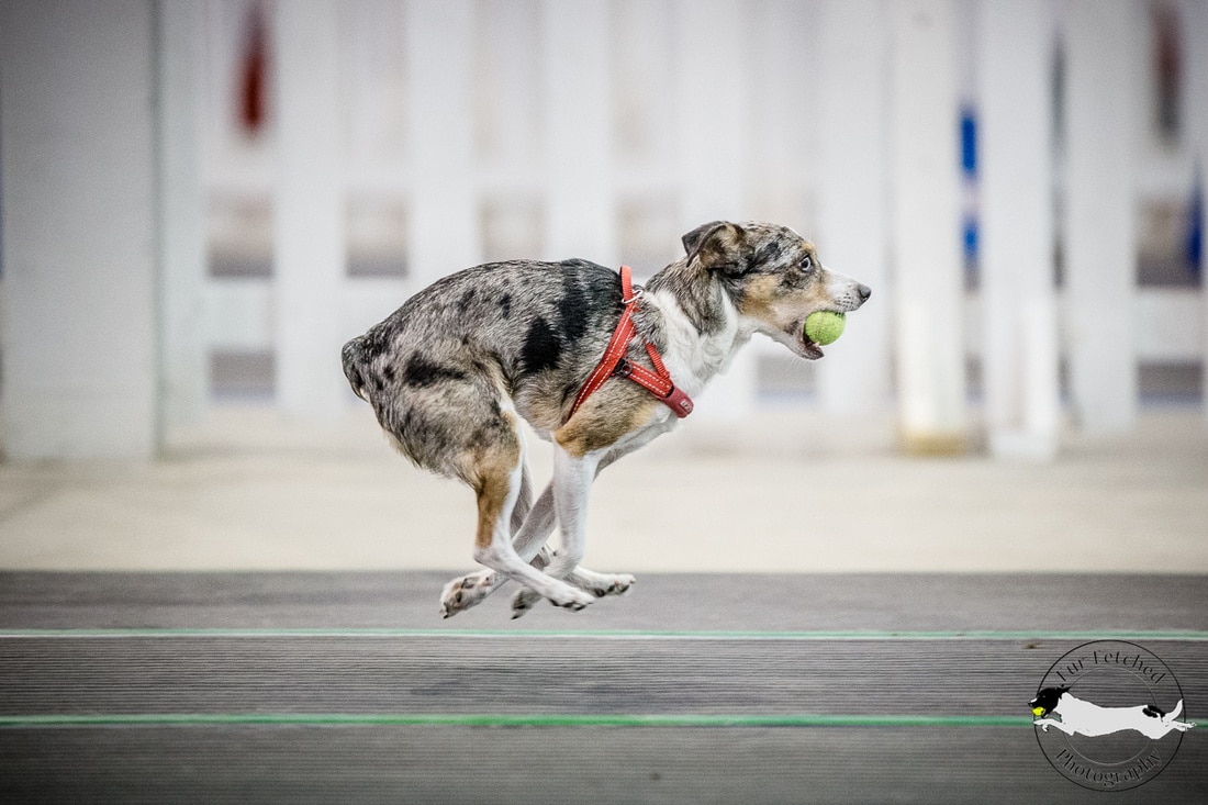 a dog's life online photo gallery