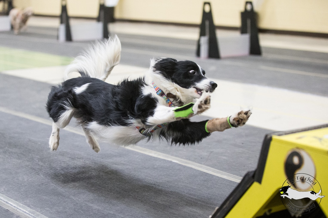 a dog's life online photo gallery