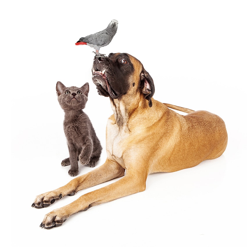 sschmitz-mastiff-kitten-bird