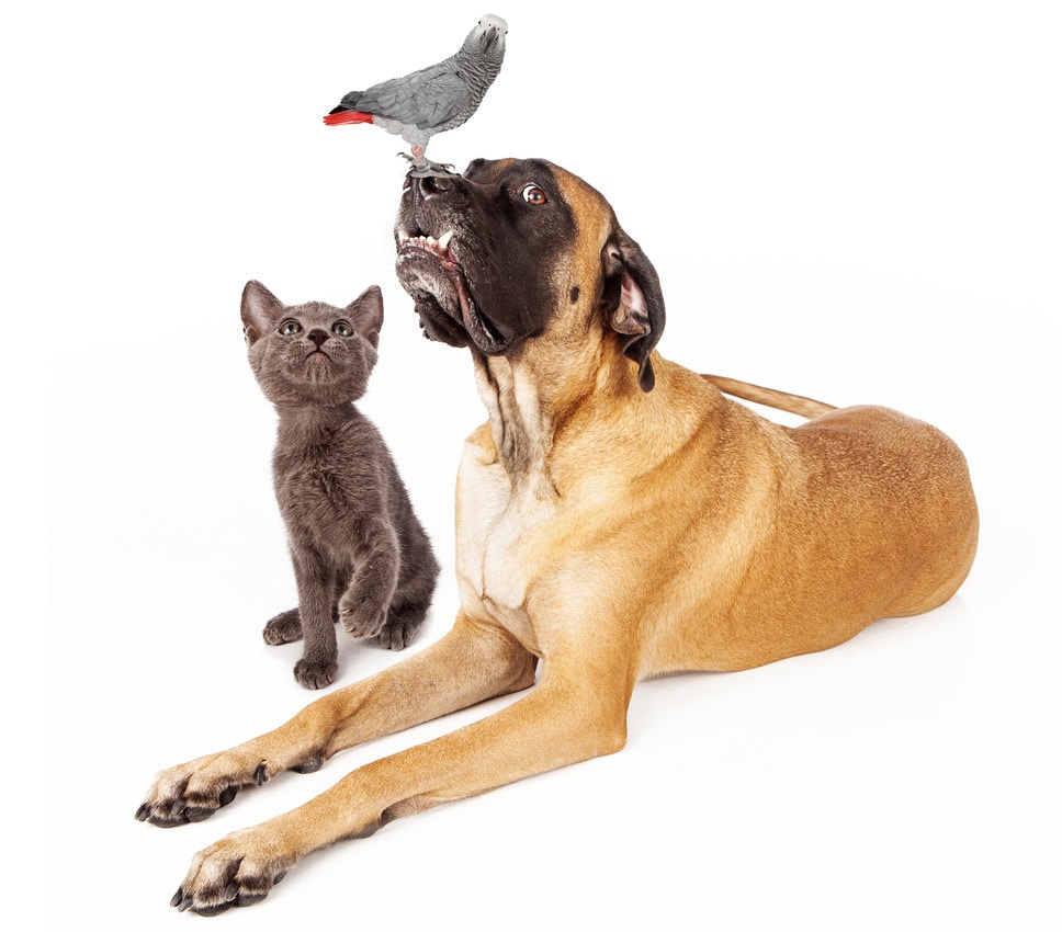 a dog's life online photo gallery