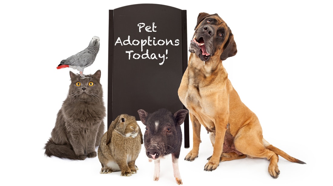 a dog's life online photo gallery