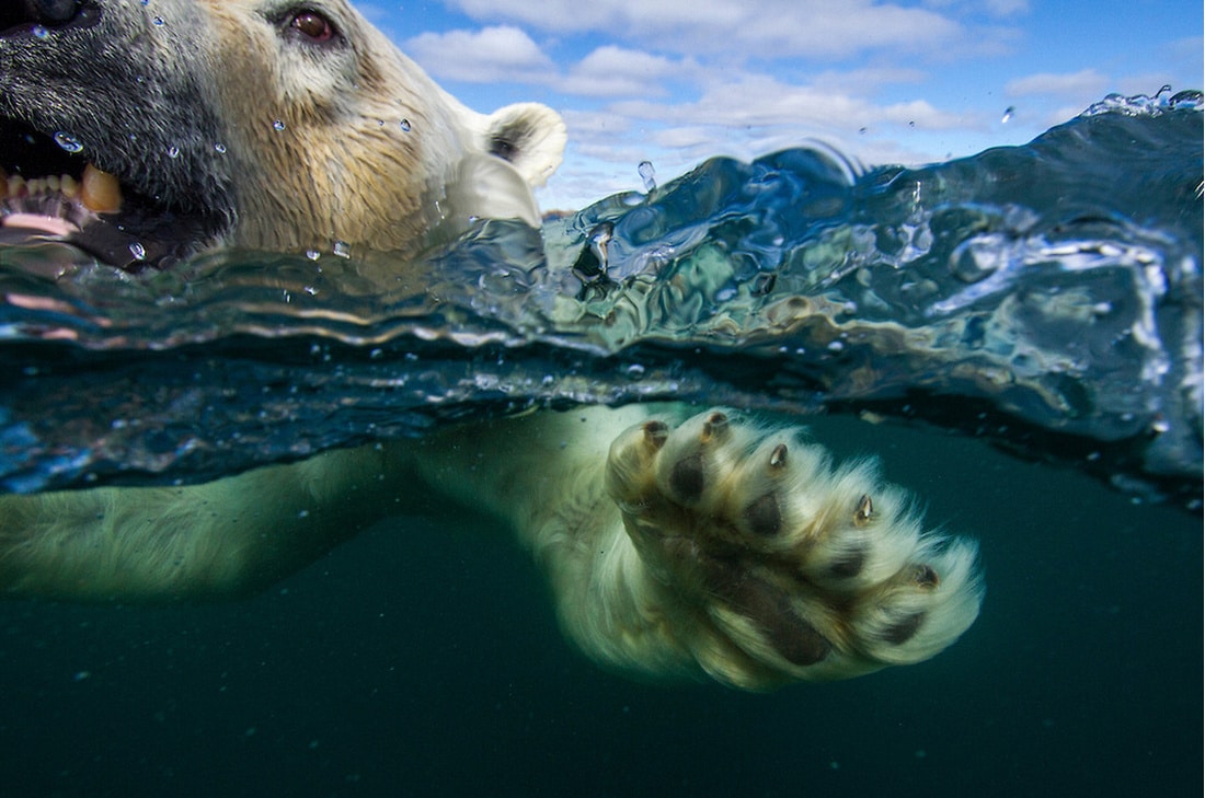 psouders-polar-bear