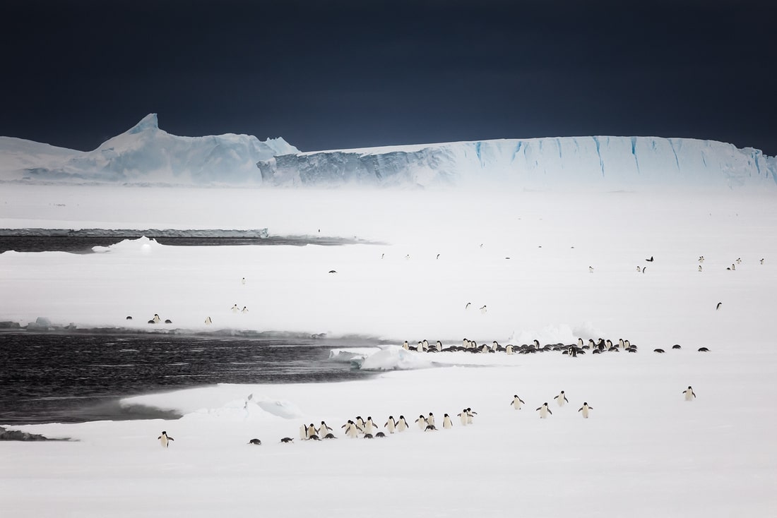 apeacock_antarctica_131223-1080